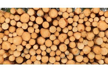 Manifestazione d&#39;interesse per l&#39;acquisto di legna da ardere in tronchi di faggio riservato ai residenti del Comune di Aurano